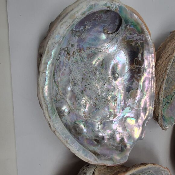 Vintage lot LARGE MOTHER OF PEARL CALIFORNIA ABALONE SHELL UNPOLISHED - Picture 4 of 8